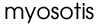 Myosotis Logo